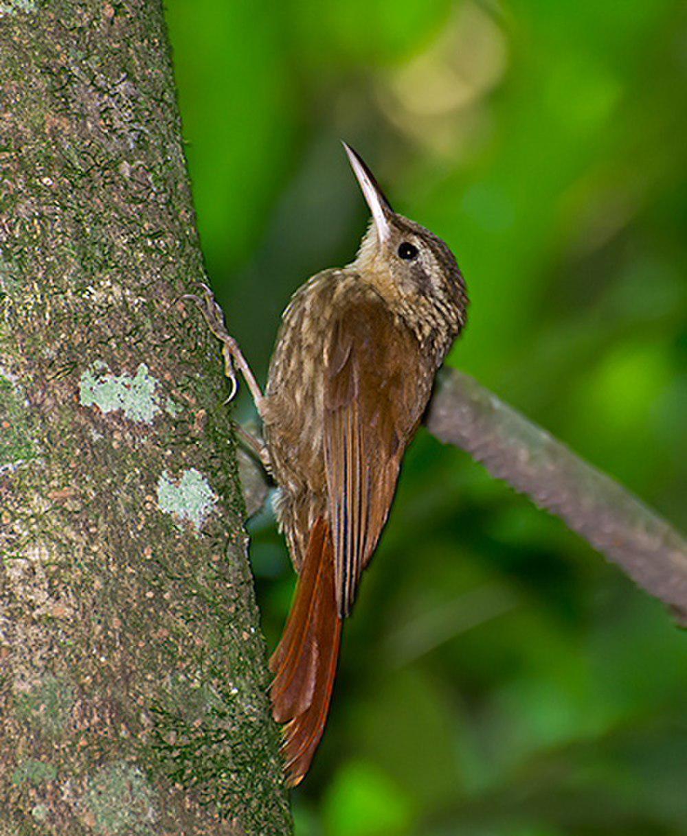 小䴕雀 / Lesser Woodcreeper / Xiphorhynchus fuscus