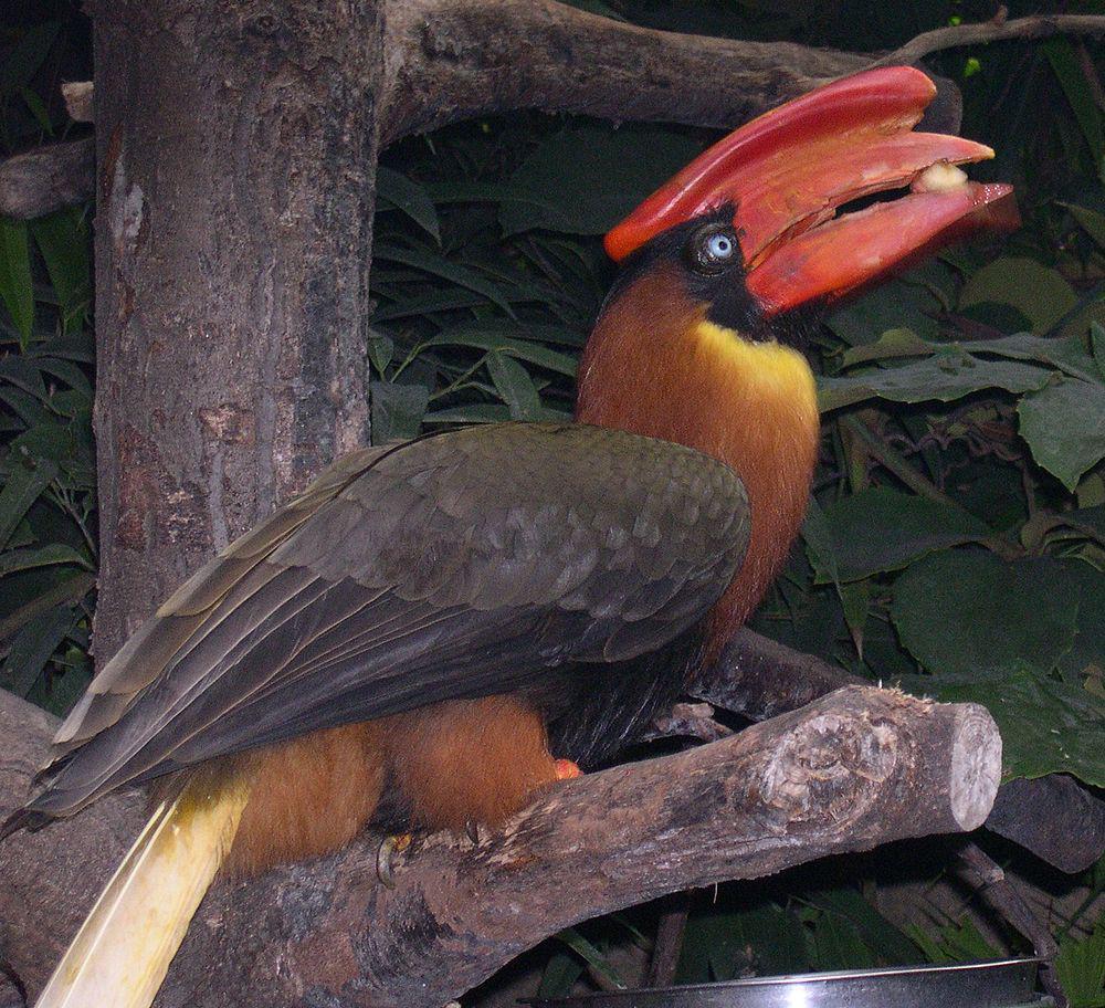 棕犀鸟 / Rufous Hornbill / Buceros hydrocorax