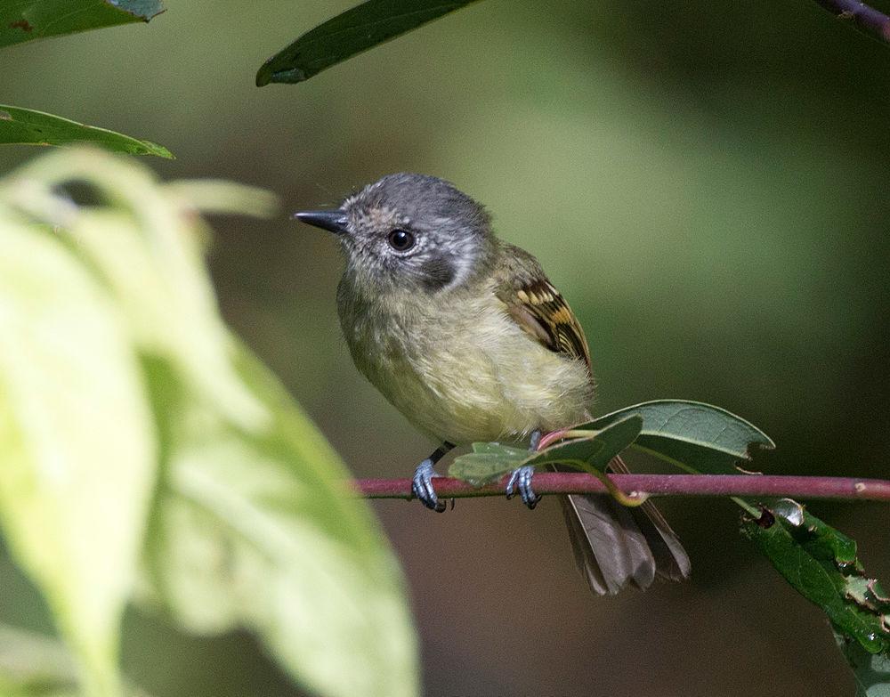 纹脸须霸鹟 / Marble-faced Bristle Tyrant / Pogonotriccus ophthalmicus