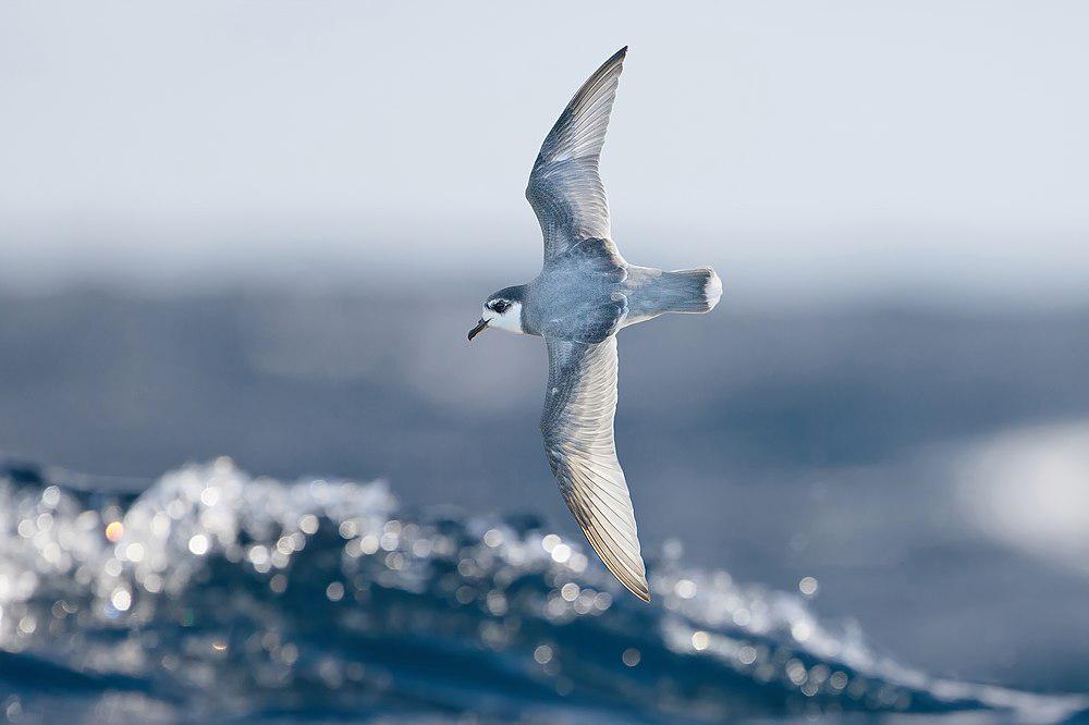 蓝鹱 / Blue Petrel / Halobaena caerulea