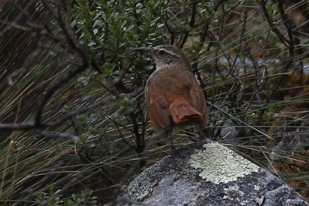 条纹爬地雀 / Striated Earthcreeper / Geocerthia serrana