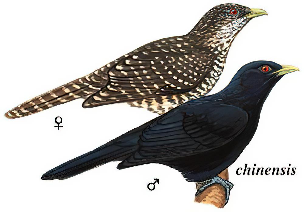 噪鹃 / Asian Koel / Eudynamys scolopaceus