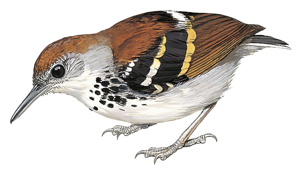 斑纹蚁鹩 / Banded Antbird / Dichrozona cincta