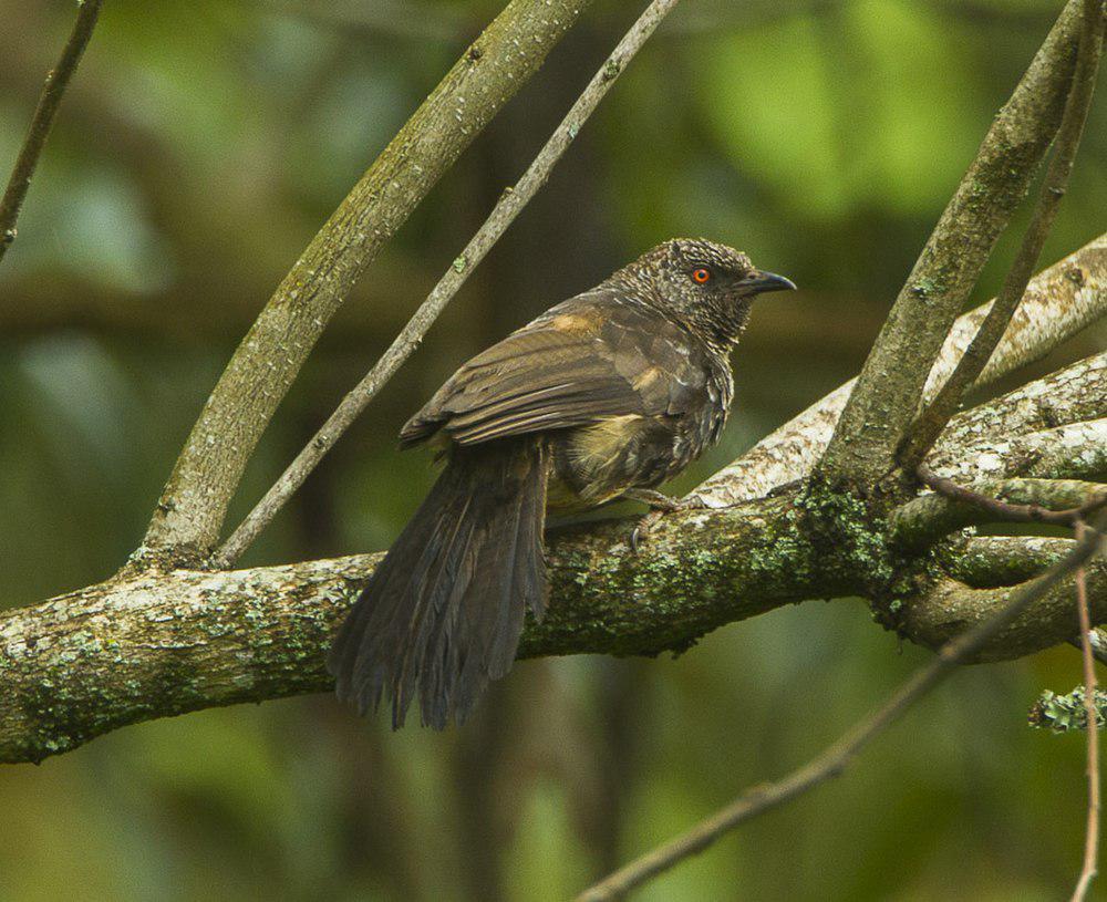 海氏斑鸫鹛 / Hinde\'s Babbler / Turdoides hindei