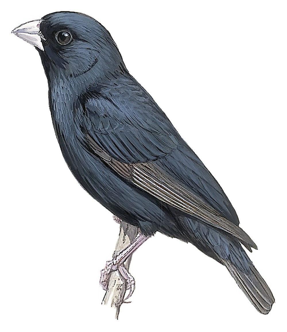 乔斯维达雀 / Jos Plateau Indigobird / Vidua maryae