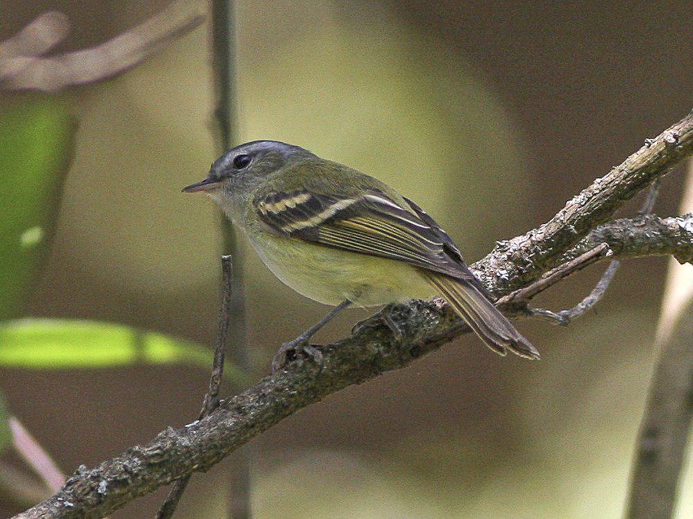 黄斑姬霸鹟 / Buff-banded Tyrannulet / Mecocerculus hellmayri