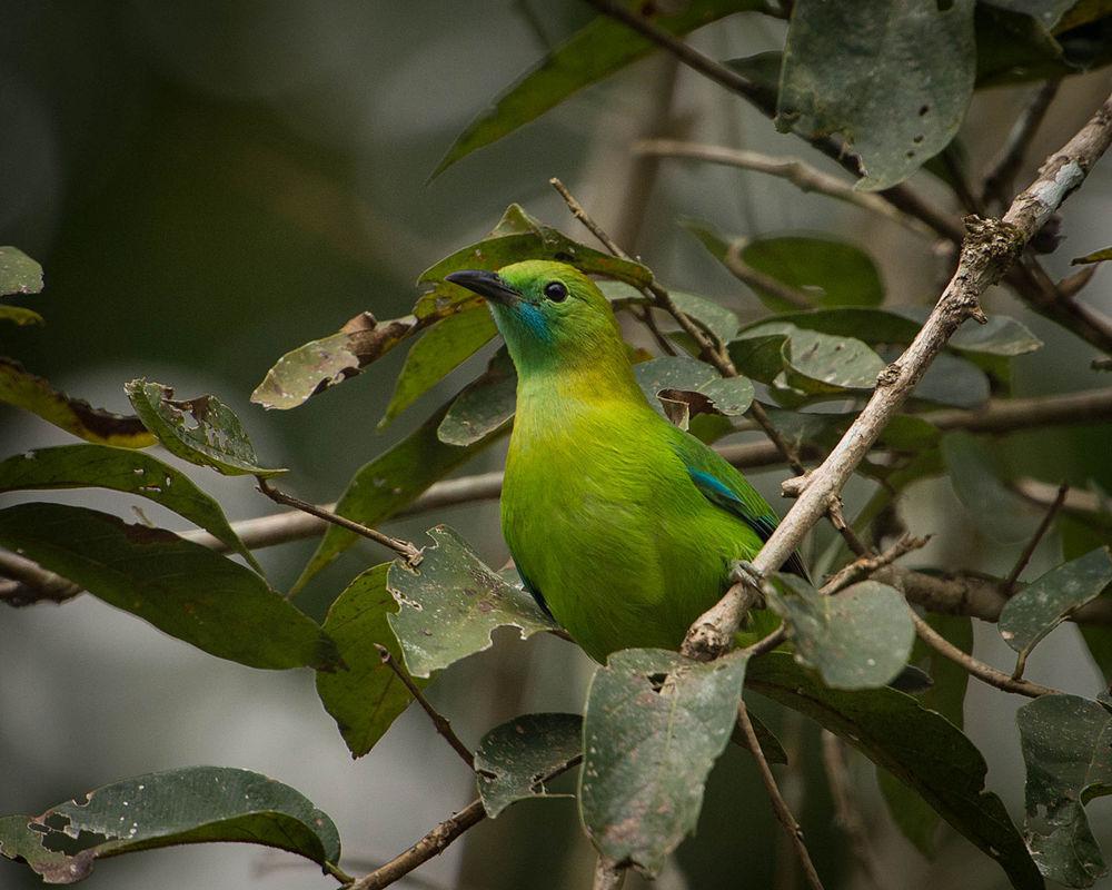 小绿叶鹎 / Lesser Green Leafbird / Chloropsis cyanopogon