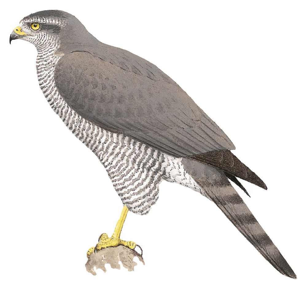 亨氏鹰 / Henst's Goshawk / Accipiter henstii