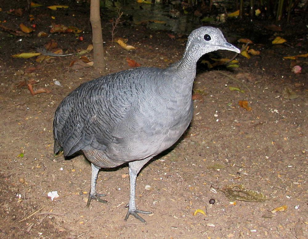 灰䳍 / Grey Tinamou / Tinamus tao