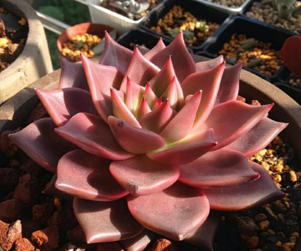 罗密欧 Echeveria agavoides ‘Romeo‘