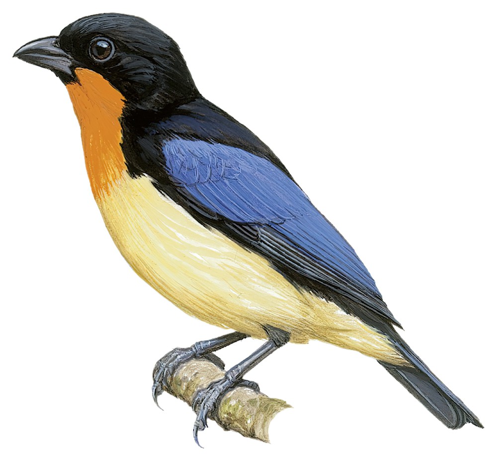 橙喉唐纳雀 / Orange-throated Tanager / Wetmorethraupis sterrhopteron