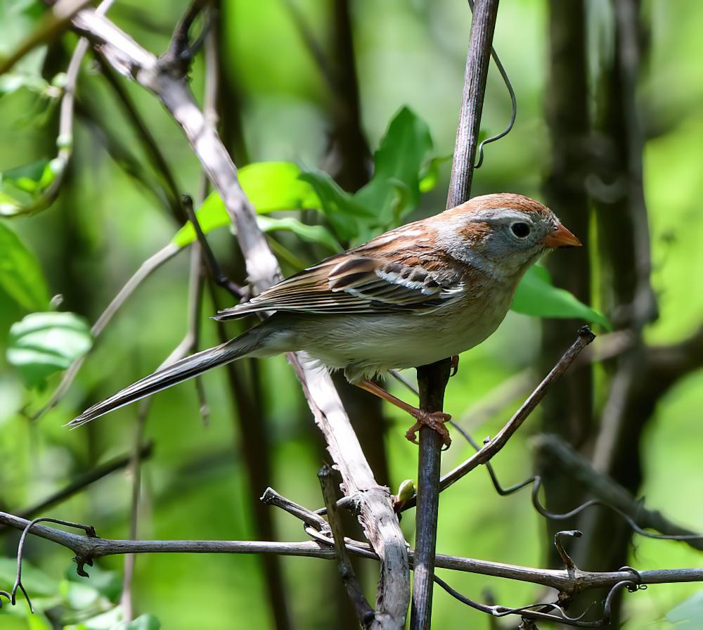 田雀鹀 / Field Sparrow / Spizella pusilla