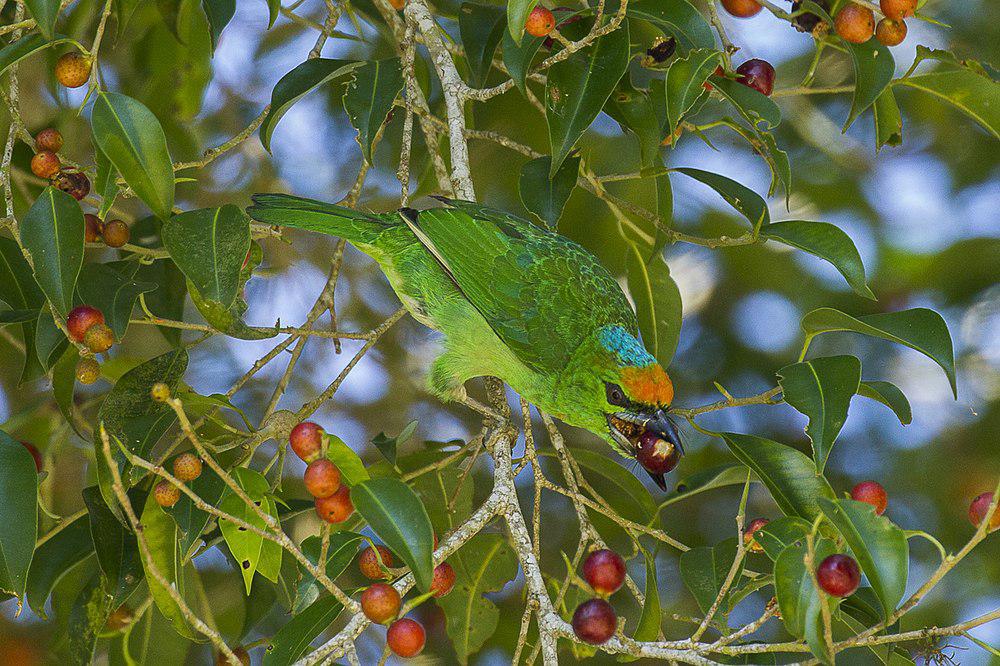 蓝顶拟䴕 / Flame-fronted Barbet / Psilopogon armillaris