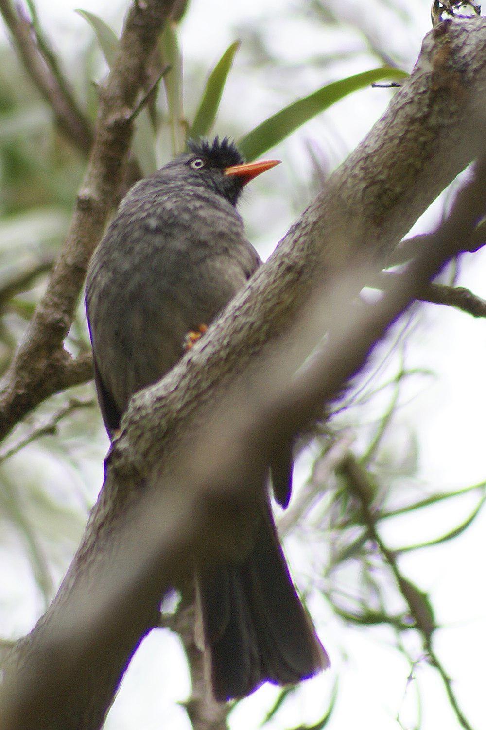 绿短脚鹎 / Reunion Bulbul / Hypsipetes borbonicus