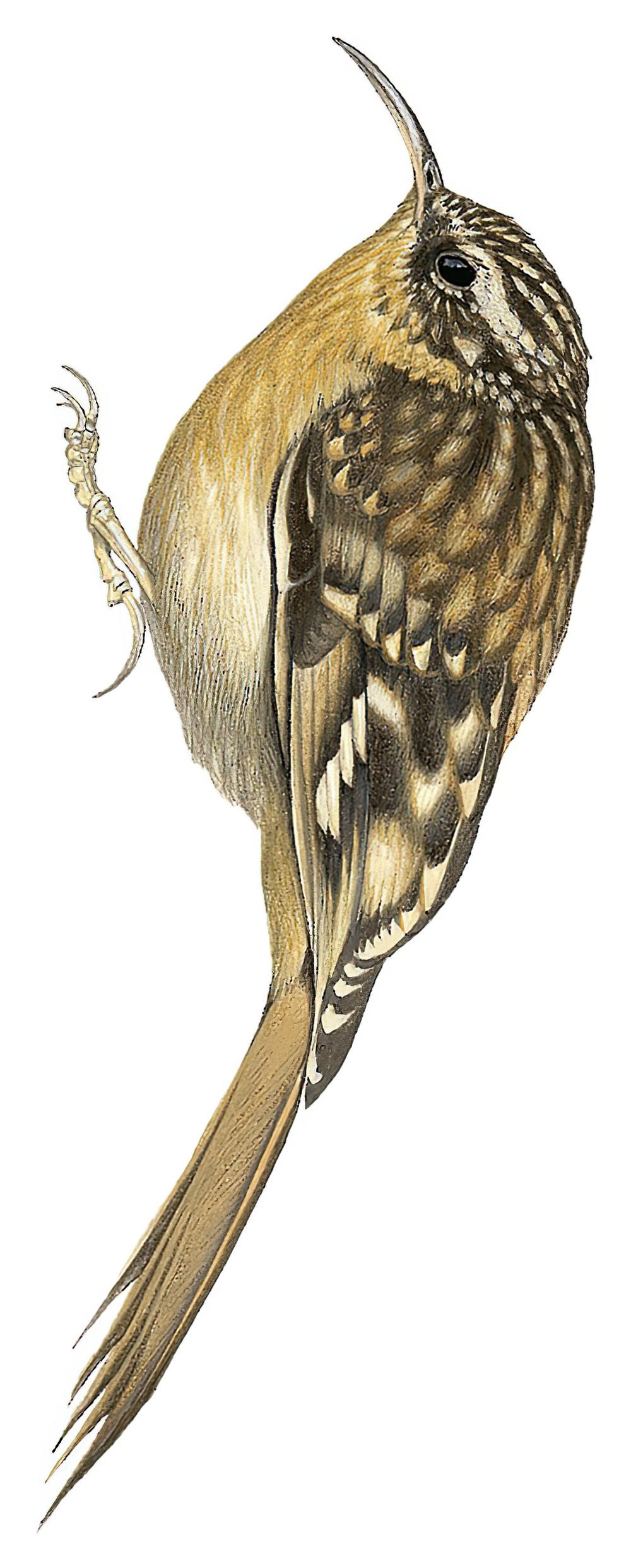 休氏旋木雀 / Hume's Treecreeper / Certhia manipurensis