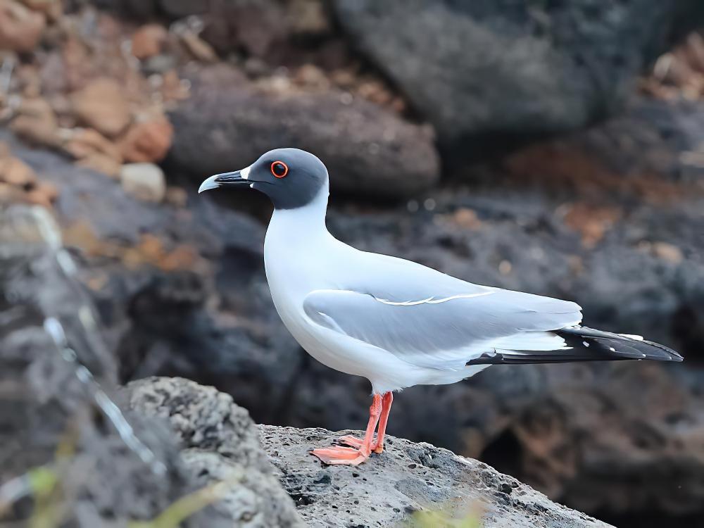 燕尾鸥 / Swallow-tailed Gull / Creagrus furcatus