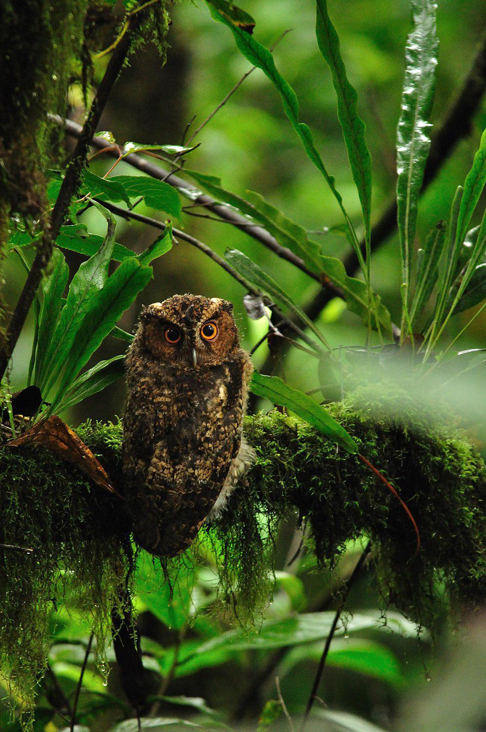 拉氏角鸮 / Rajah Scops Owl / Otus brookii