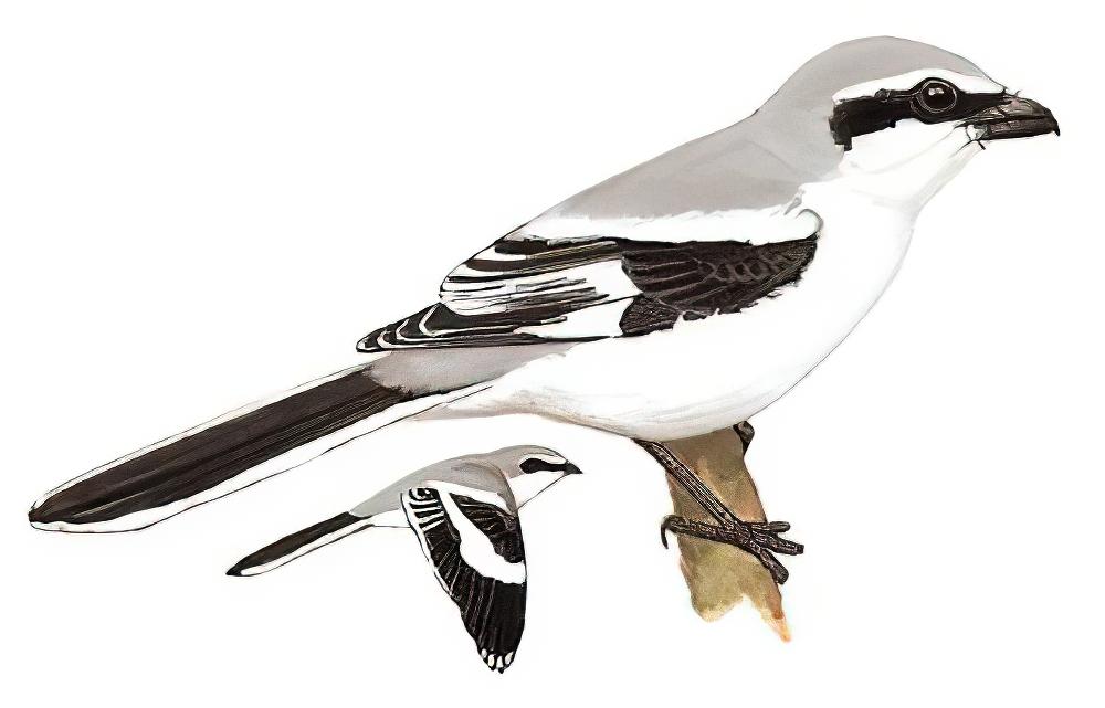 楔尾伯劳 / Chinese Grey Shrike / Lanius sphenocercus