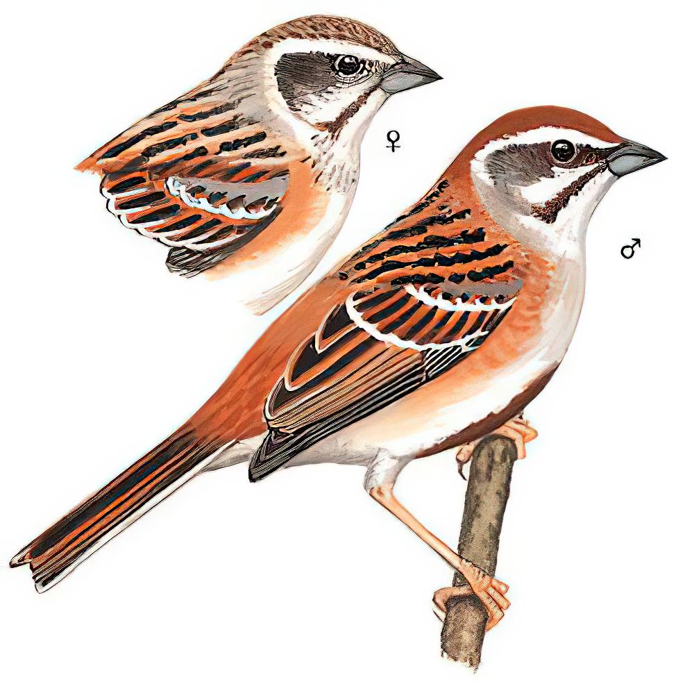 栗斑腹鹀 / Jankowski\'s Bunting / Emberiza jankowskii