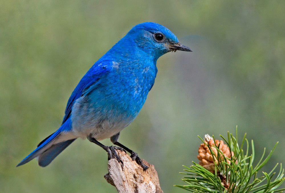 山蓝鸲 / Mountain Bluebird / Sialia currucoides