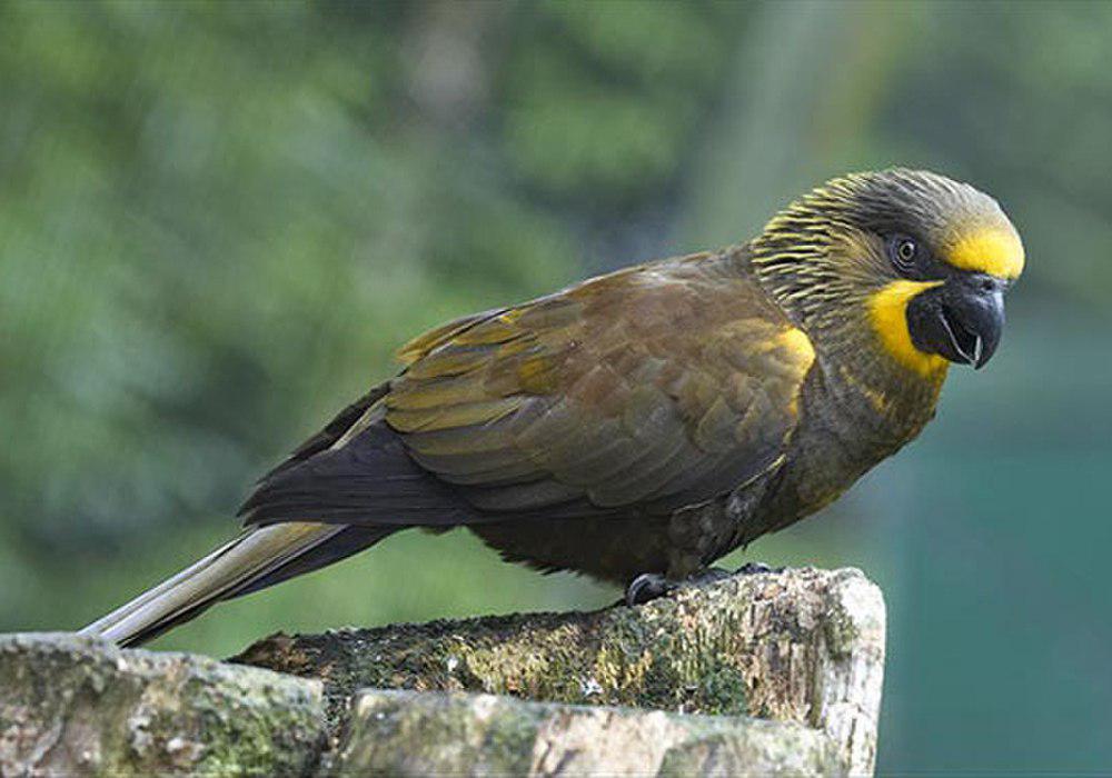 黄额褐鹦鹉 / Brown Lory / Chalcopsitta duivenbodei