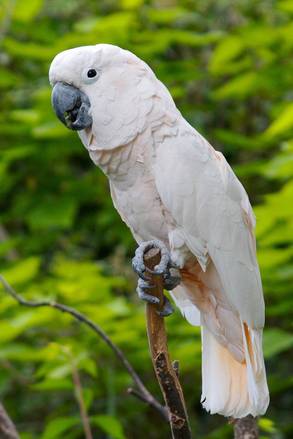 橙冠凤头鹦鹉 / Salmon-crested Cockatoo / Cacatua moluccensis