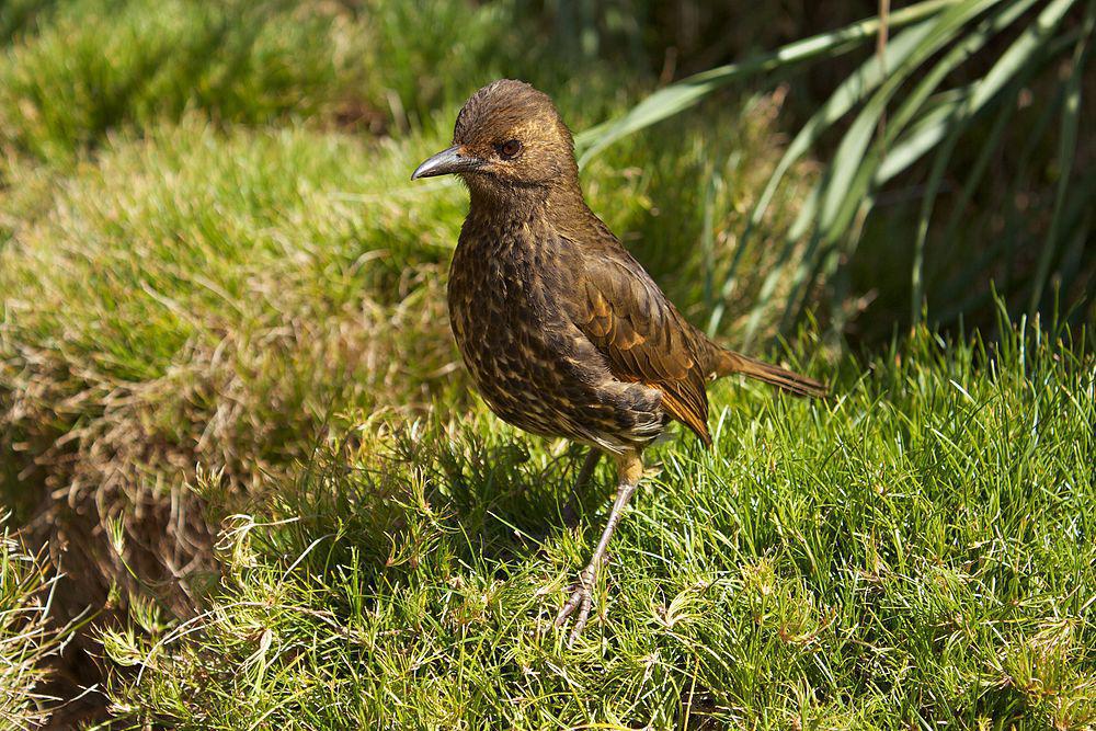 特里斯坦鸫 / Tristan Thrush / Turdus eremita