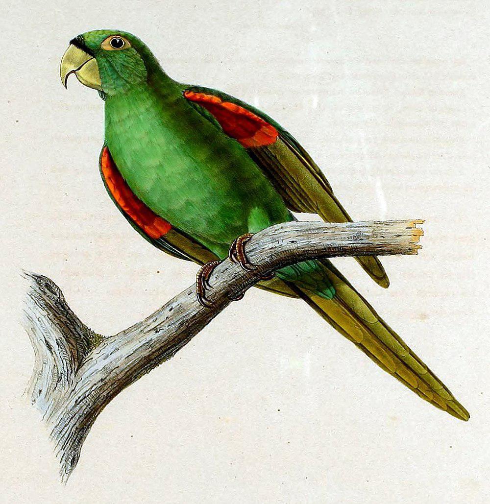 波多黎各鹦鹉 / Puerto Rican Parakeet / Psittacara maugei