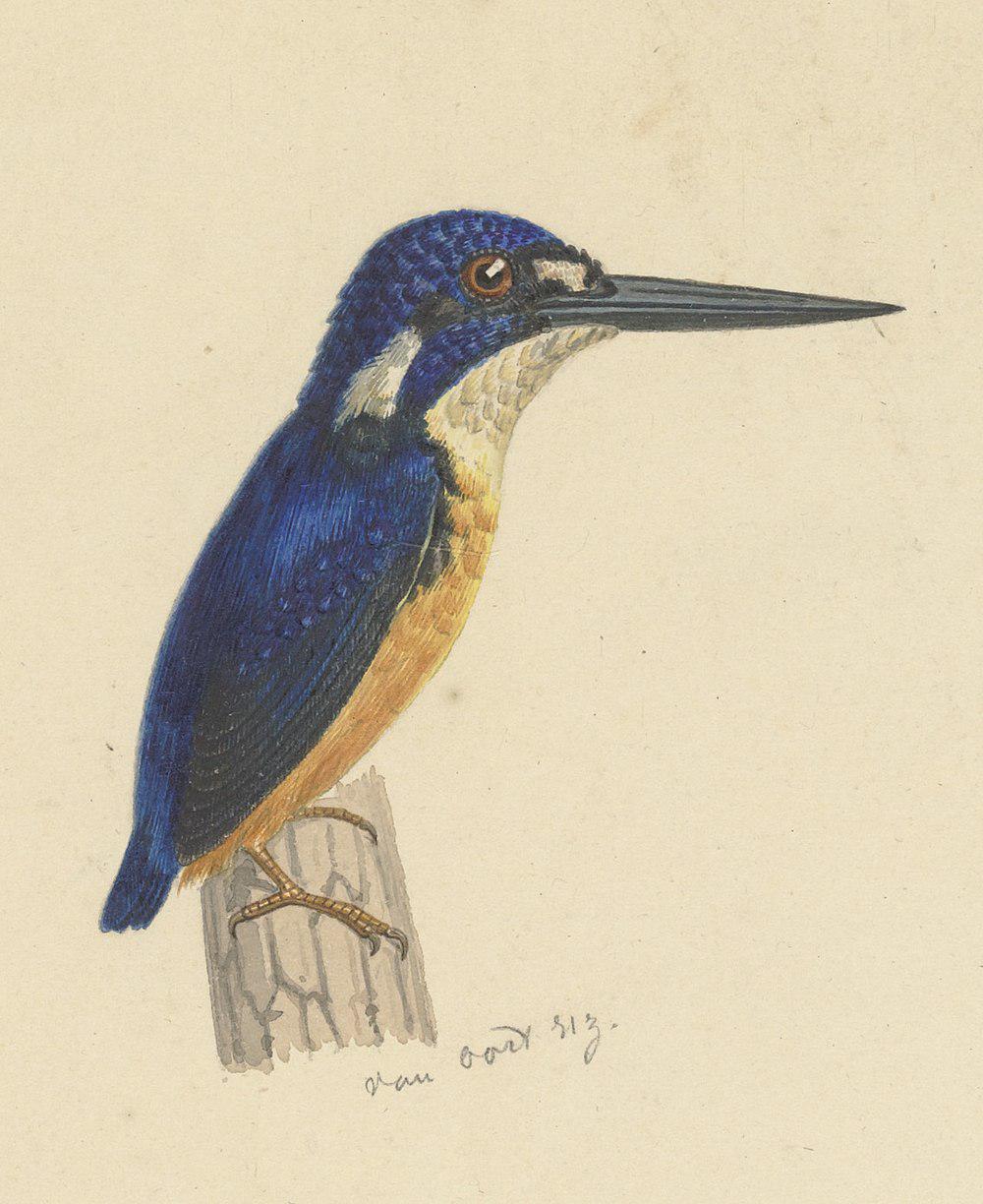 巴布亚三趾翠鸟 / Papuan Dwarf Kingfisher / Ceyx solitarius