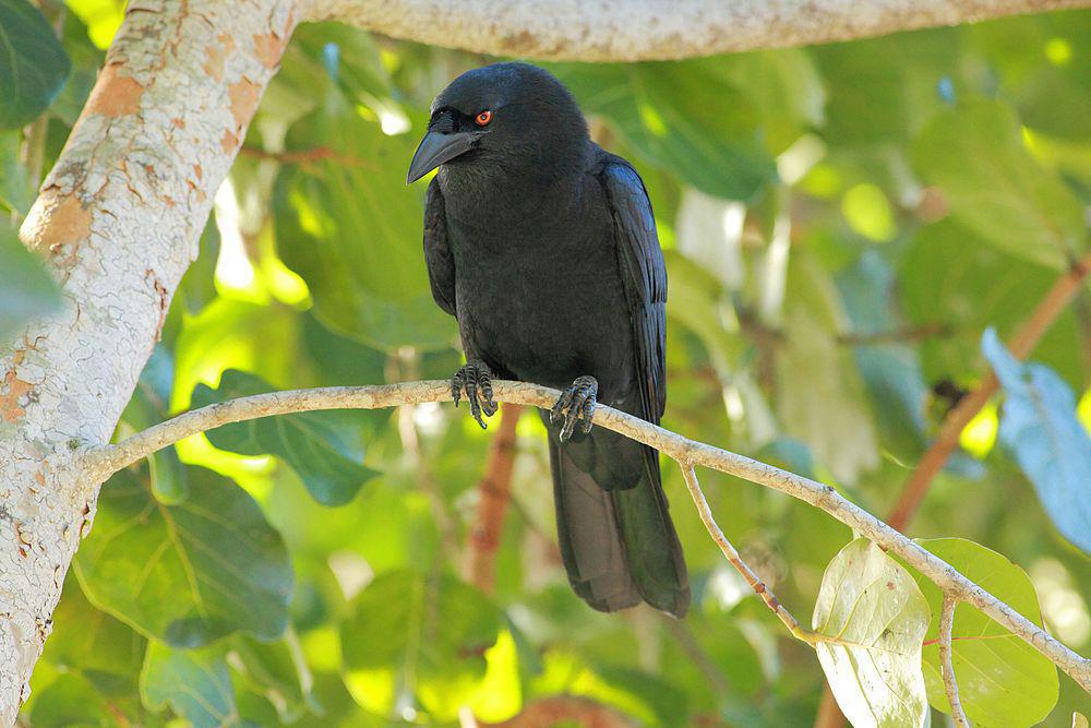 美洲白颈鸦 / White-necked Crow / Corvus leucognaphalus