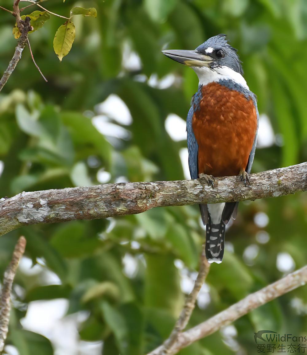 棕腹鱼狗 / Ringed Kingfisher / Megaceryle torquata