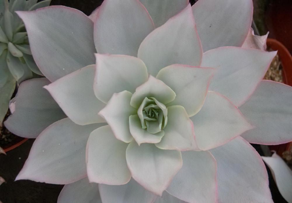 广寒宫 Echeveria cante