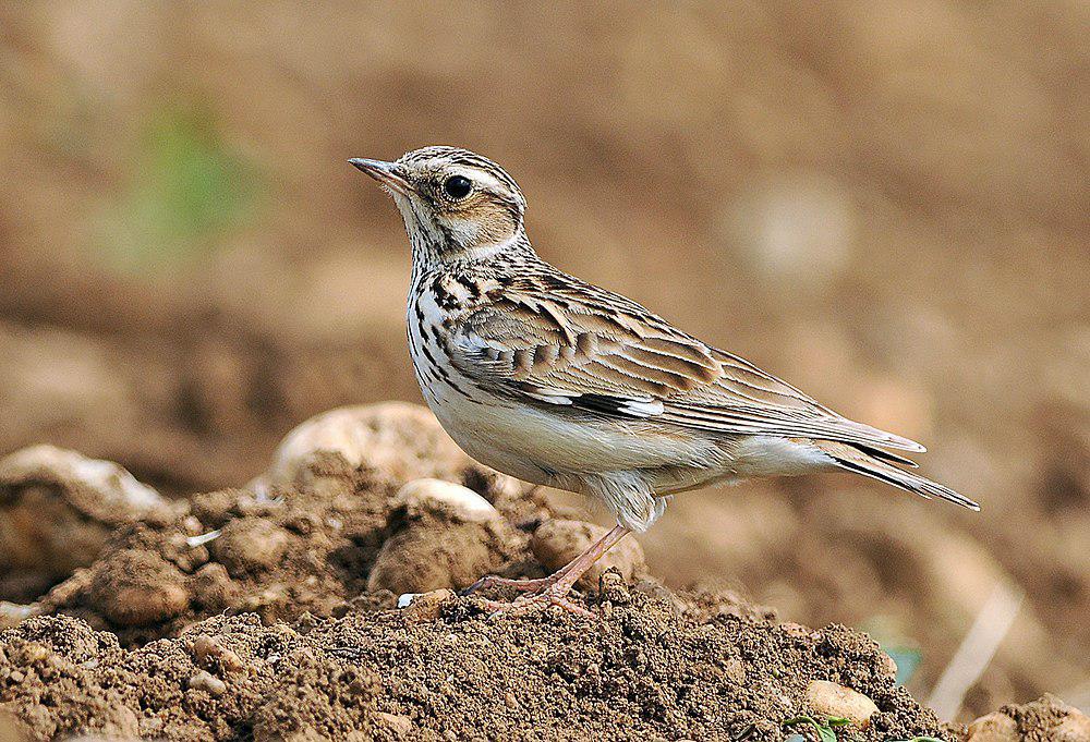 林百灵 / Woodlark / Lullula arborea