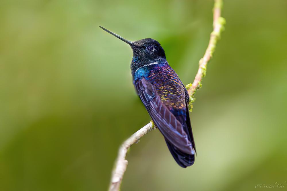 黑星额蜂鸟 / Black Inca / Coeligena prunellei