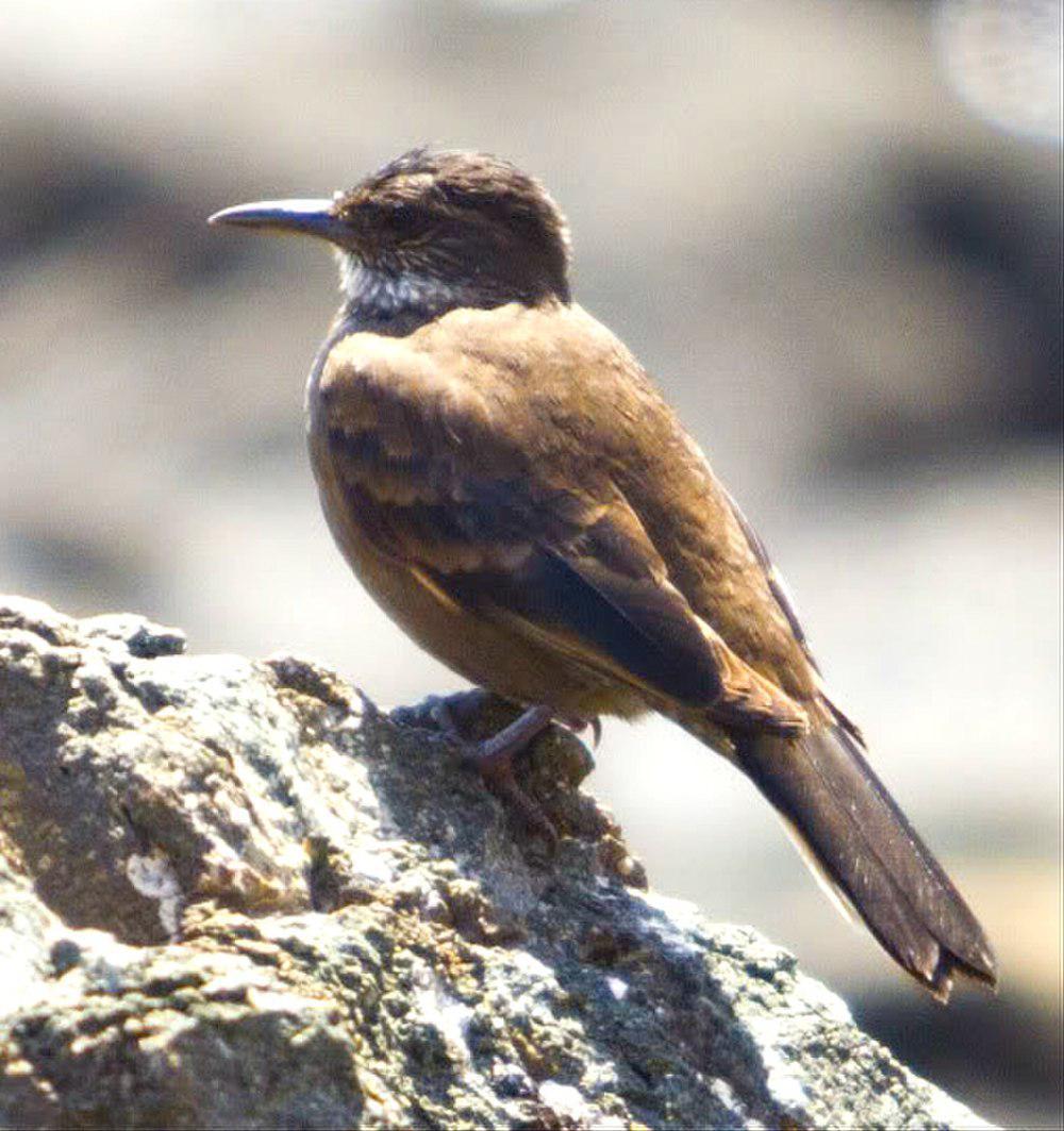 海滨抖尾地雀 / Chilean Seaside Cinclodes / Cinclodes nigrofumosus