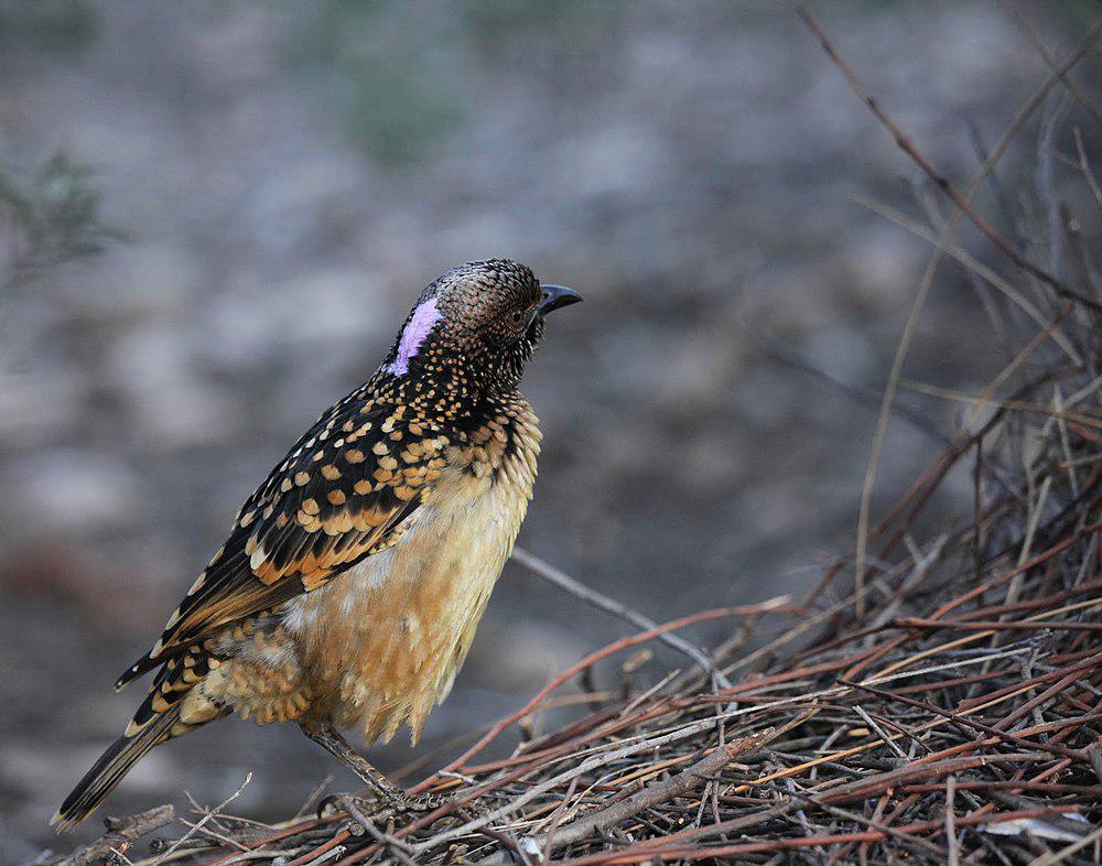 西大亭鸟 / Western Bowerbird / Chlamydera guttata