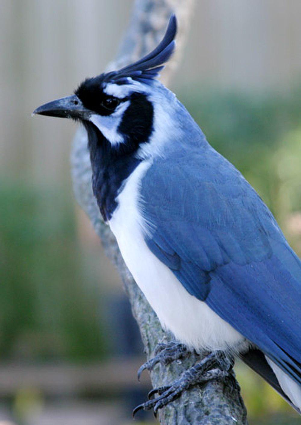 黑喉鹊鸦 / Black-throated Magpie-Jay / Calocitta colliei