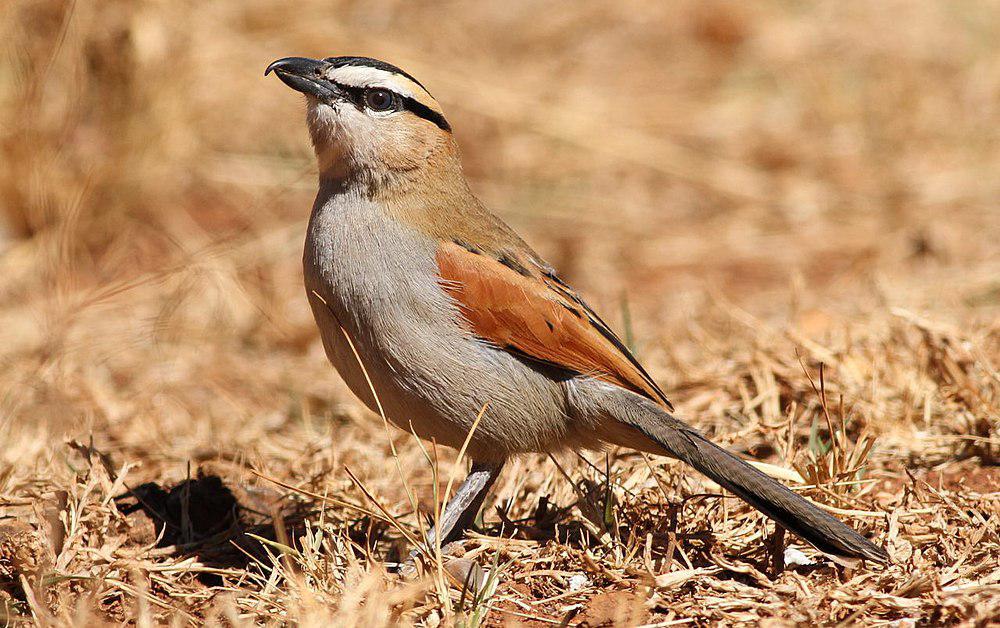 黑头红翅伯劳 / Black-crowned Tchagra / Tchagra senegalus