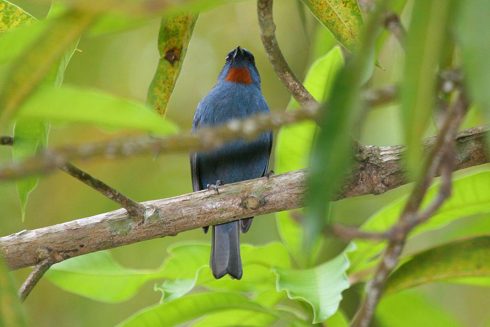 橙喉雀 / Orangequit / Euneornis campestris