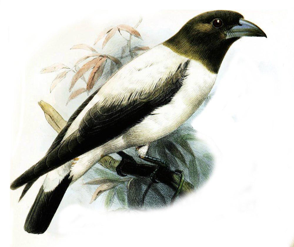 白背燕鵙 / Ivory-backed Woodswallow / Artamus monachus