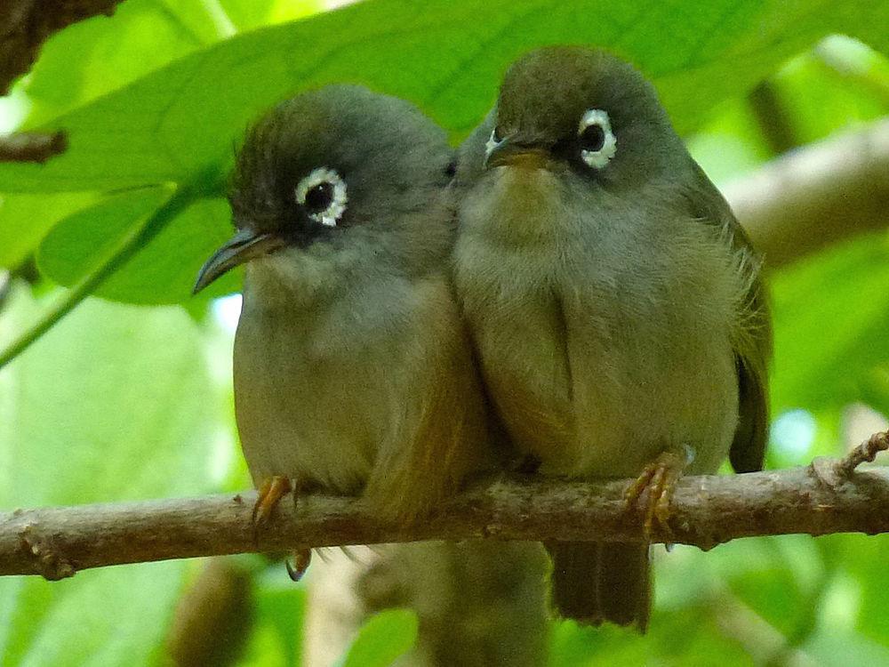 毛里求斯绣眼鸟 / Mauritius Olive White-eye / Zosterops chloronothos