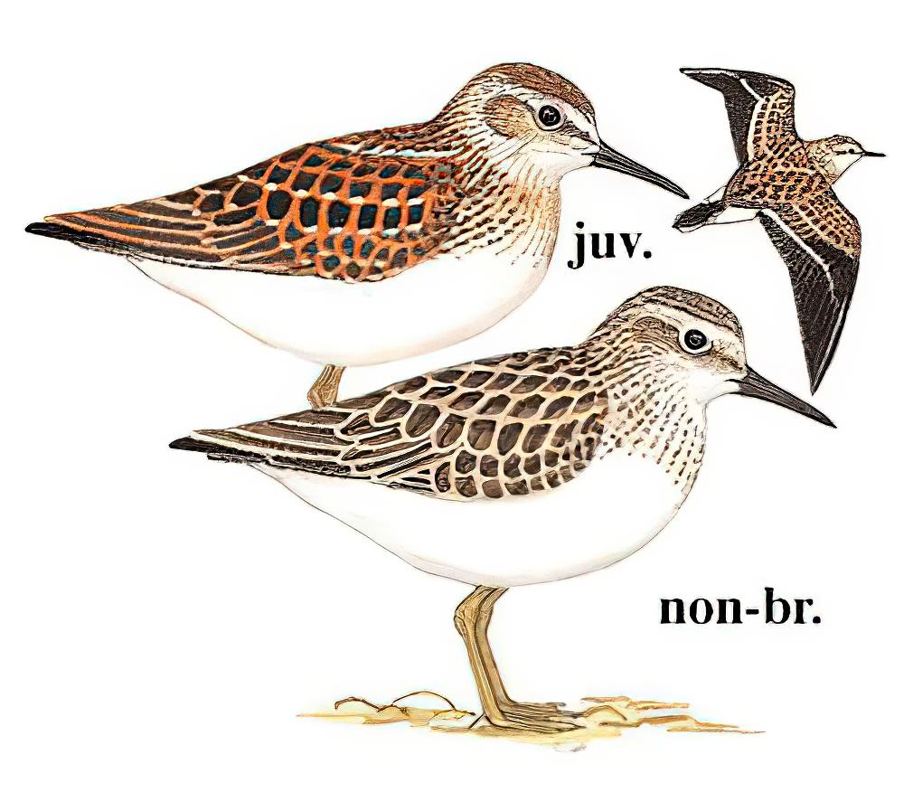 白腰滨鹬 / White-rumped Sandpiper / Calidris fuscicollis