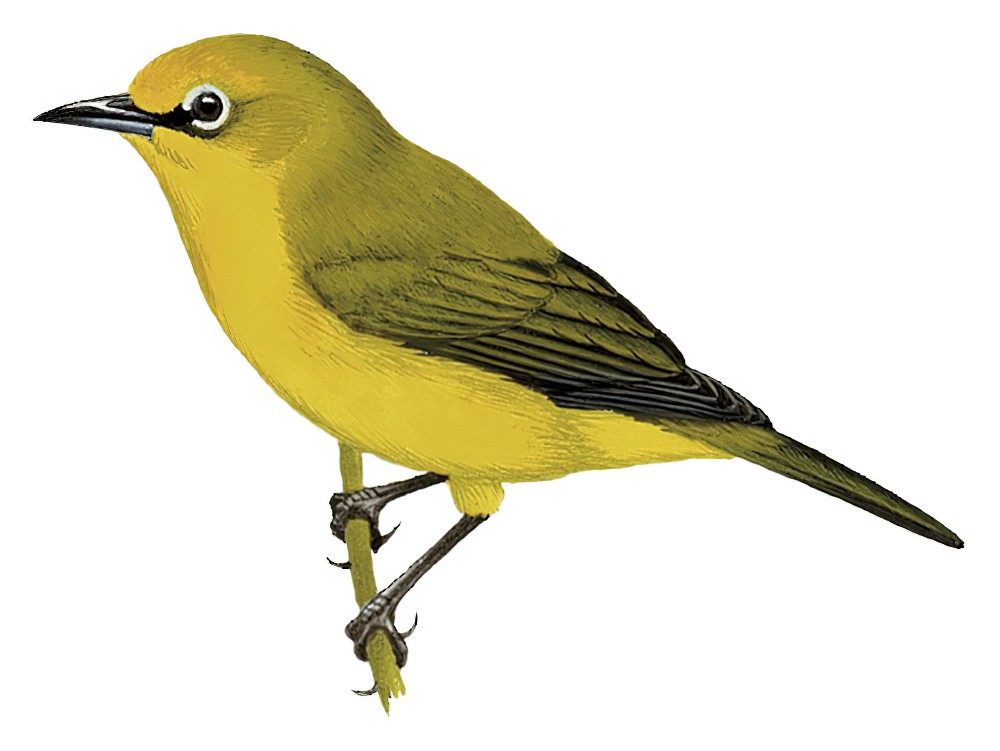 奔巴绣眼鸟 / Pemba White-eye / Zosterops vaughani