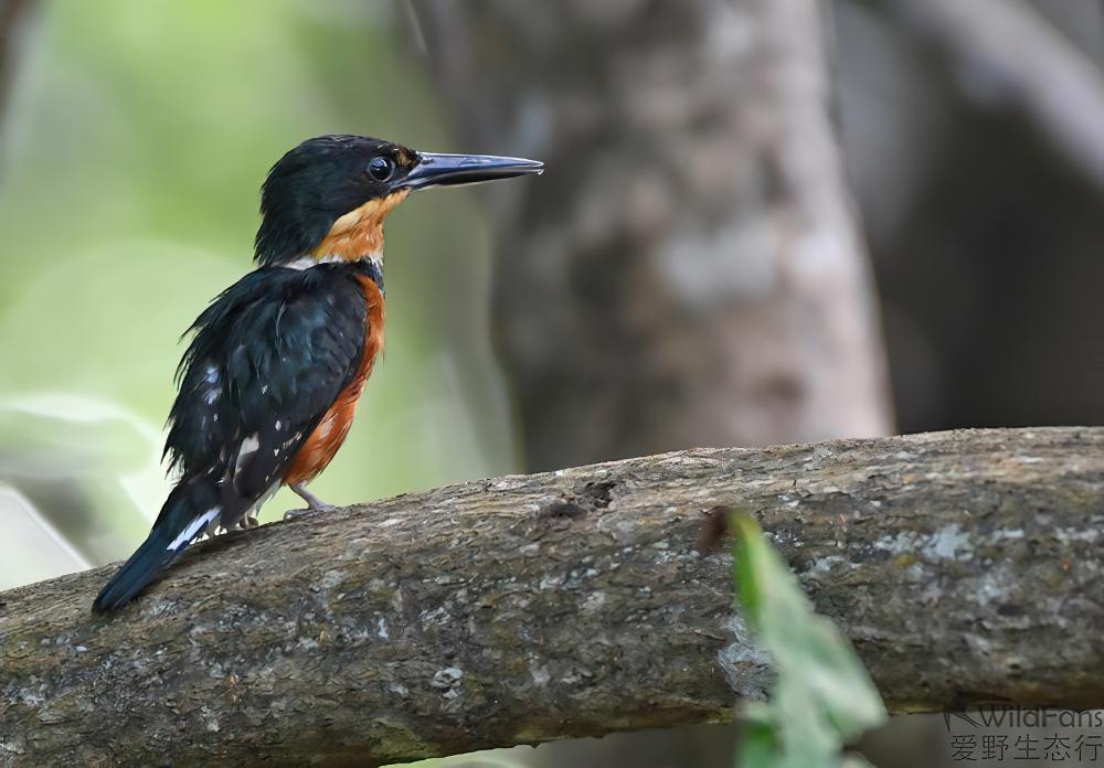 侏绿鱼狗 / American Pygmy Kingfisher / Chloroceryle aenea