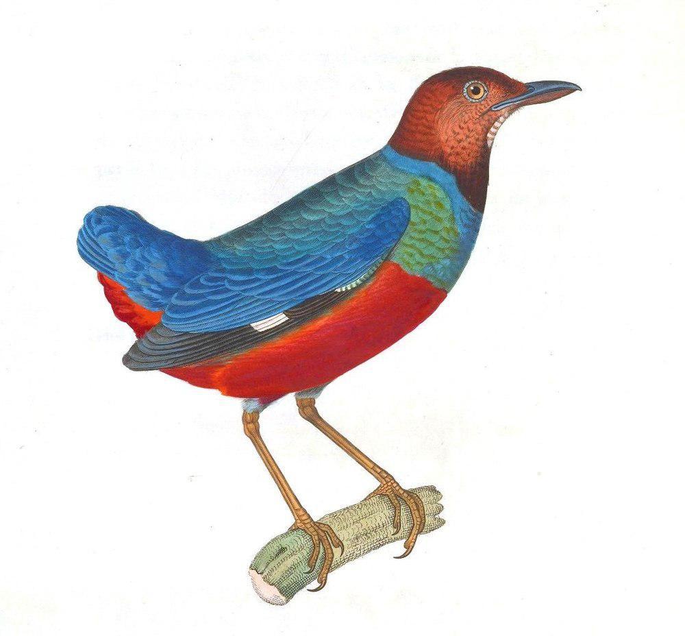 红胸八色鸫 / Philippine Pitta / Erythropitta erythrogaster