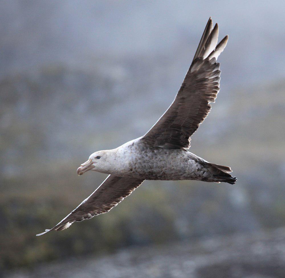 霍氏巨鹱 / Northern Giant Petrel / Macronectes halli