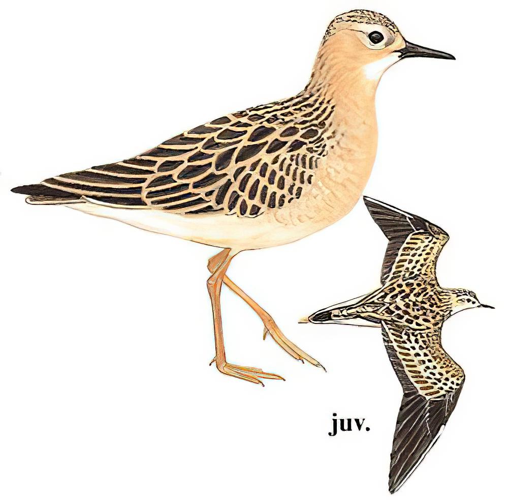 饰胸鹬 / Buff-breasted Sandpiper / Calidris subruficollis