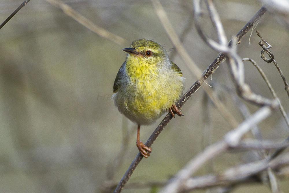 纹喉杂鹛 / Stripe-throated Jery / Neomixis striatigula