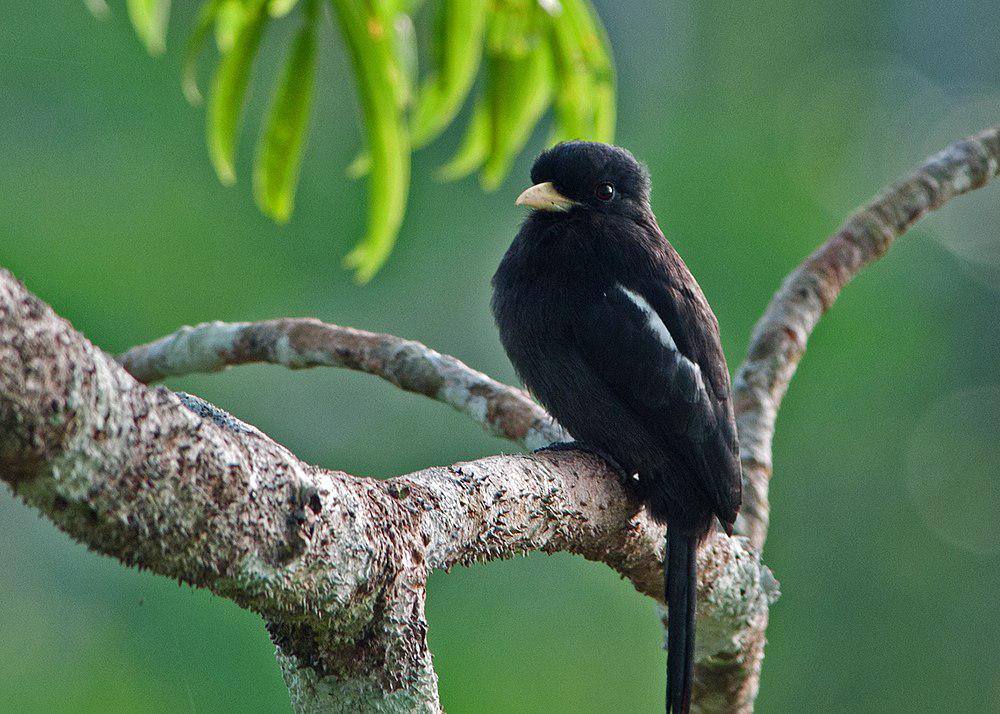 黄嘴黑䴕 / Yellow-billed Nunbird / Monasa flavirostris