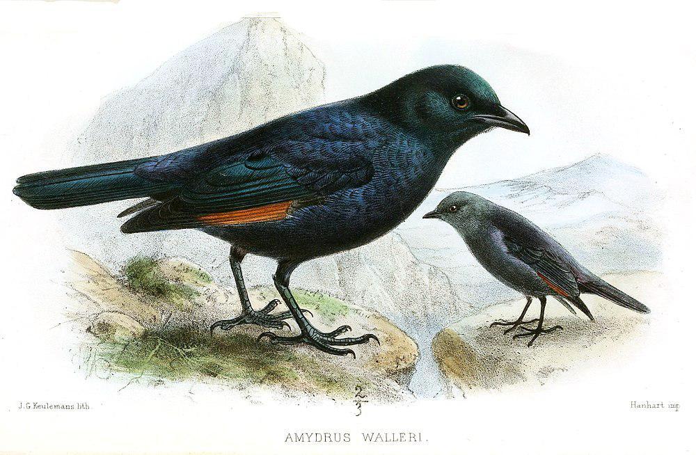 高山栗翅椋鸟 / Waller\'s Starling / Onychognathus walleri